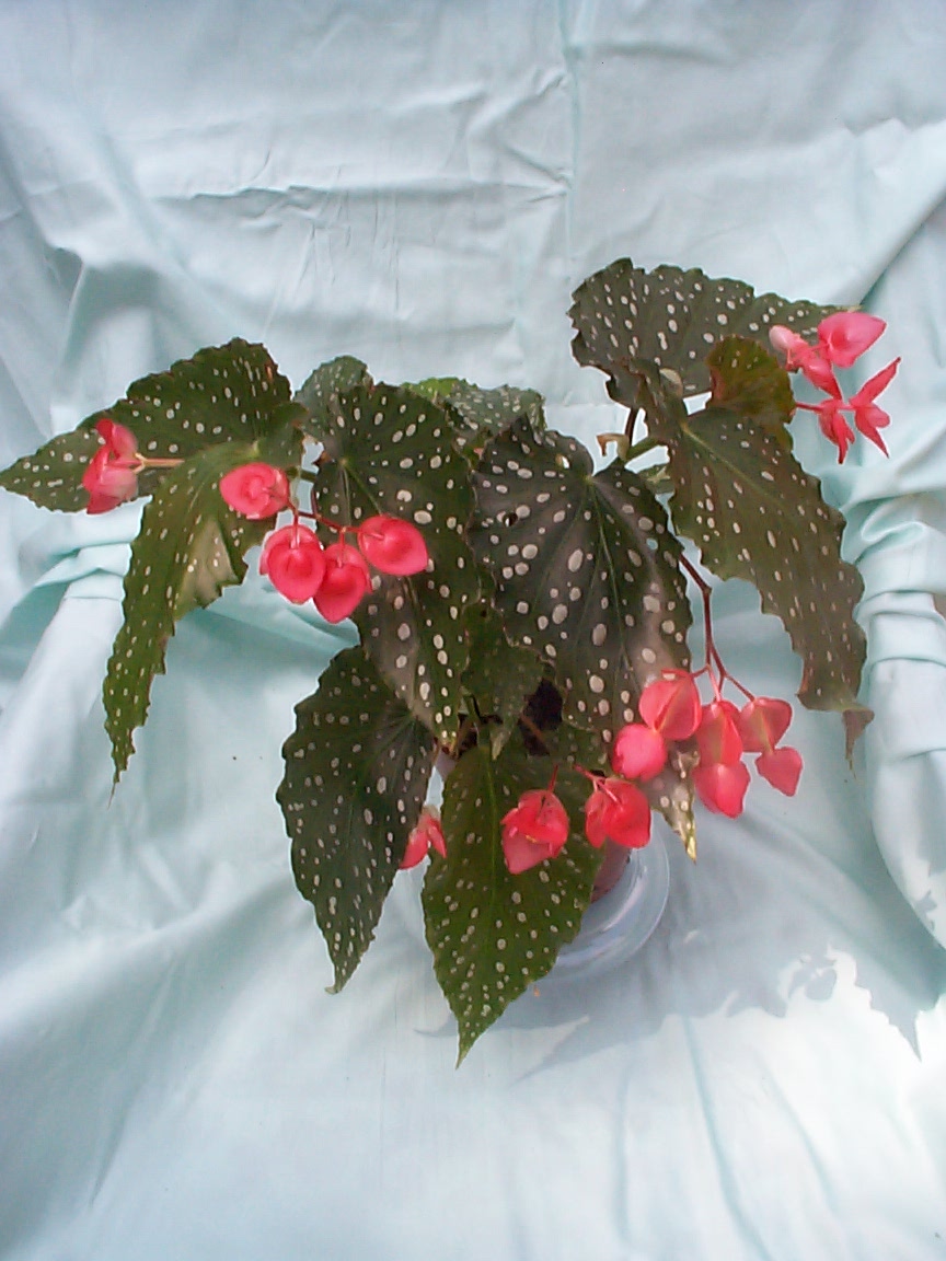 B. ‘Bubbles’